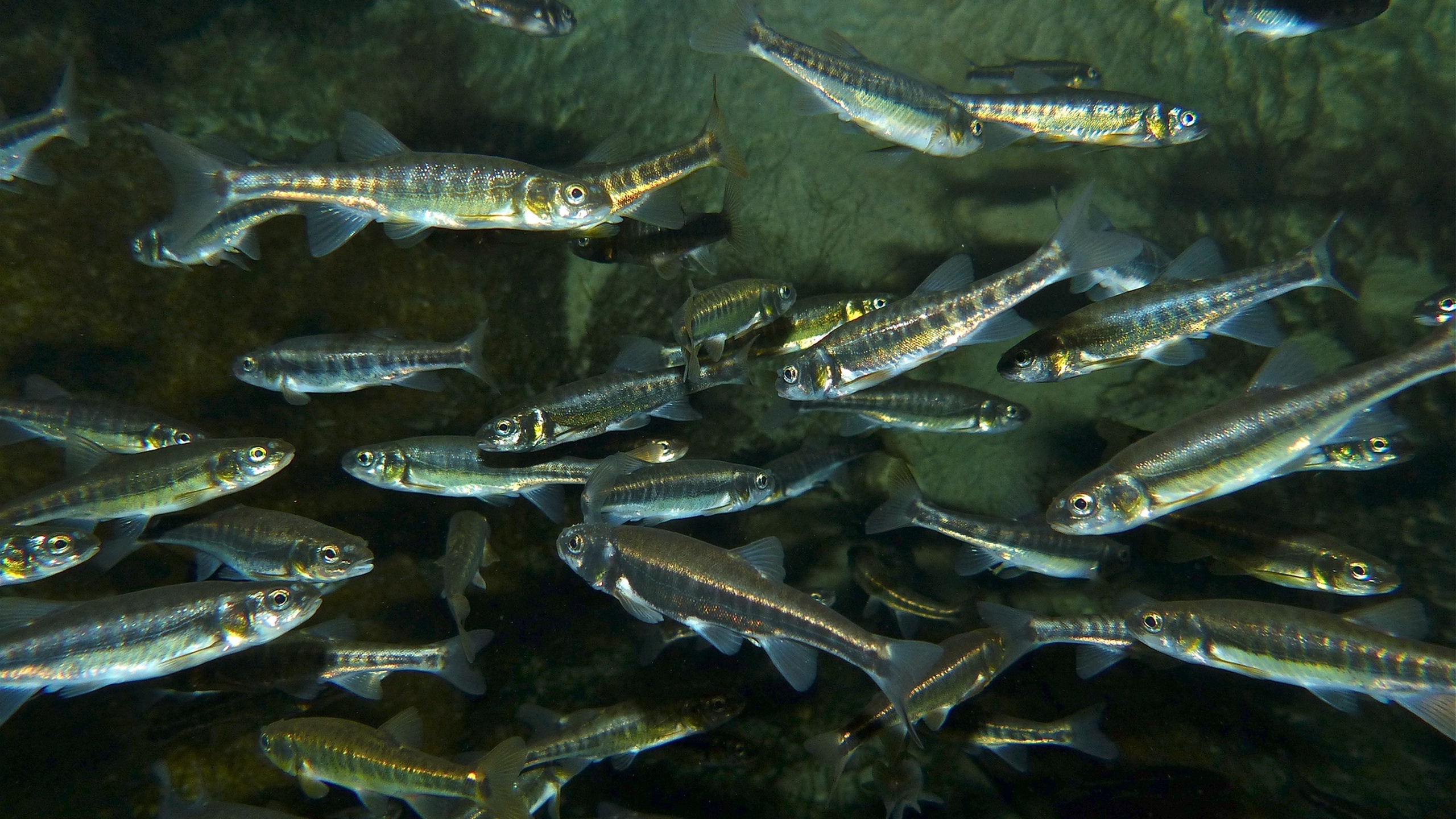 Grand Aquarium of Touraine - Amboise