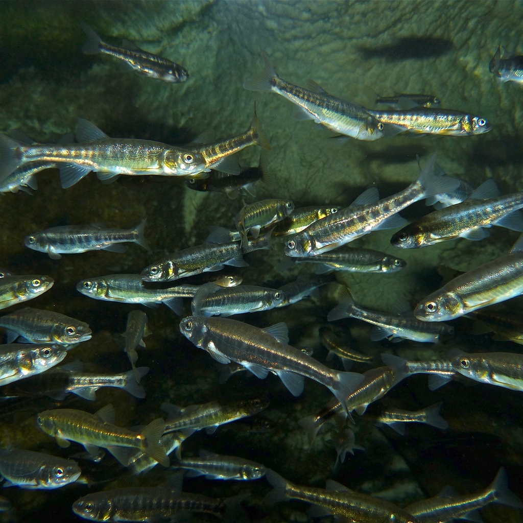 Grand Aquarium of Touraine