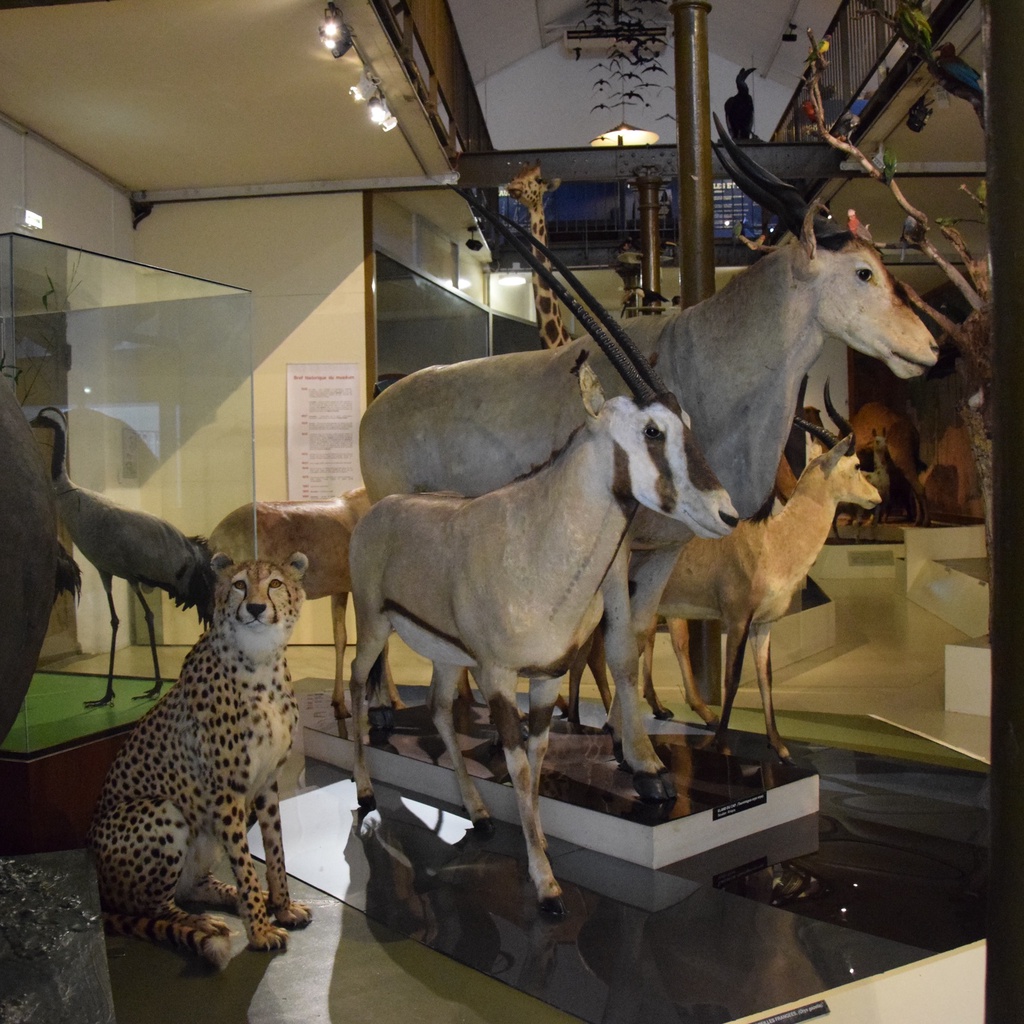Natural History Museum of Bourges