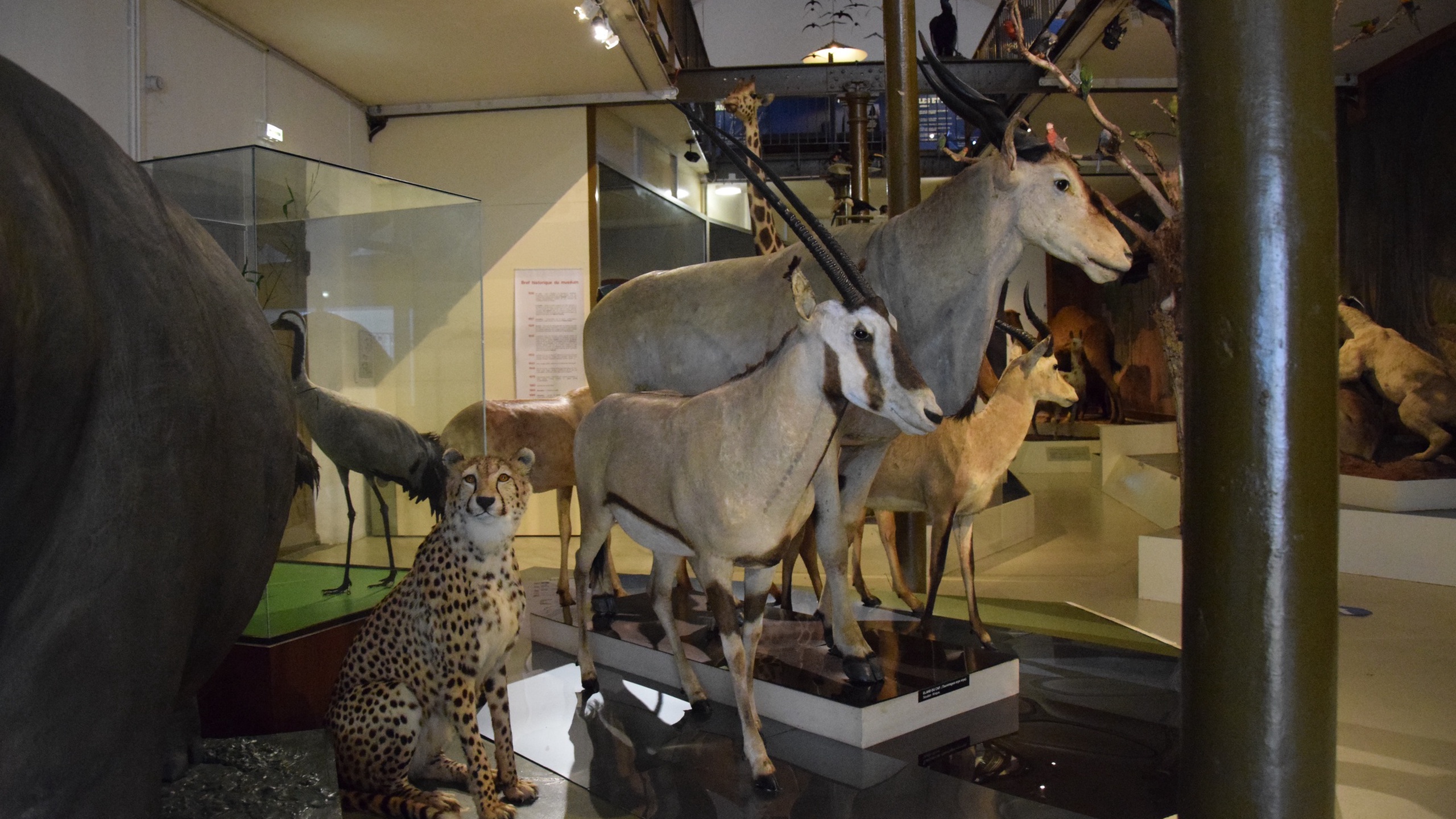 Natural History Museum of Bourges - Bourges