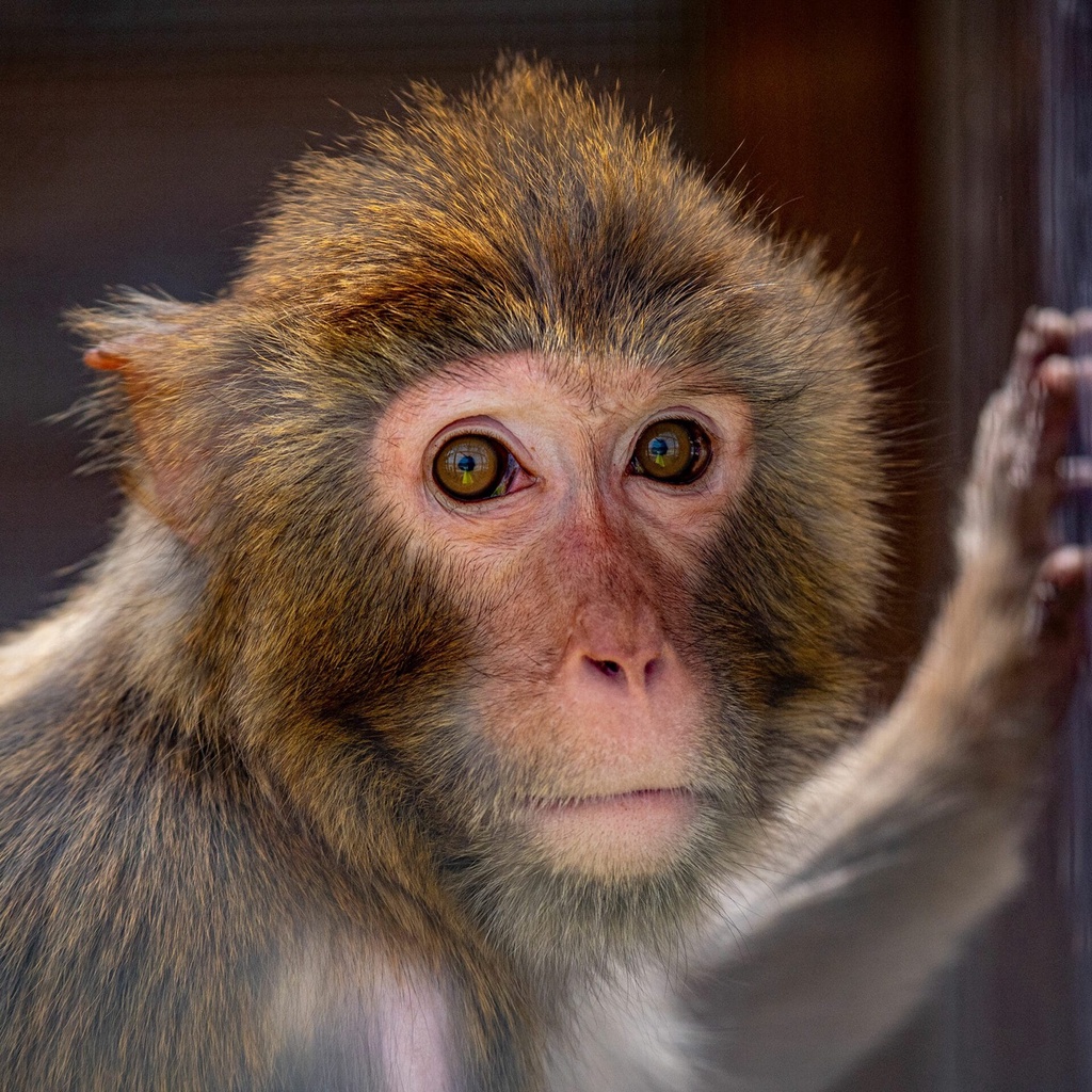 La Tanière Zoo-Refuge in Chartres