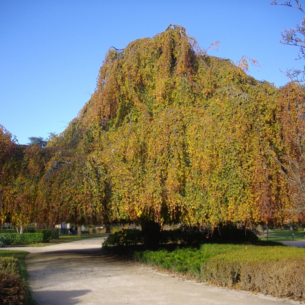 Parc Louis Pasteur