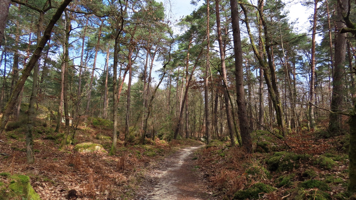 Fontainebleau Forest — Visit Guide, Hours & Day Plans