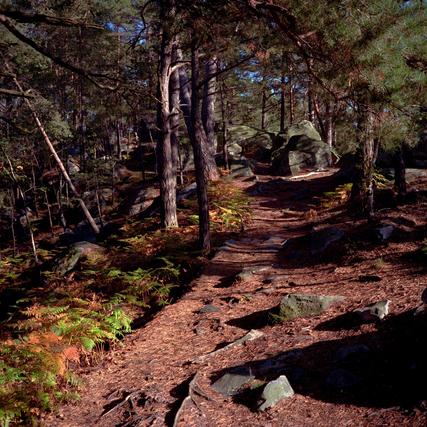 Fontainebleau Forest — Visit Guide, Hours & Day Plans