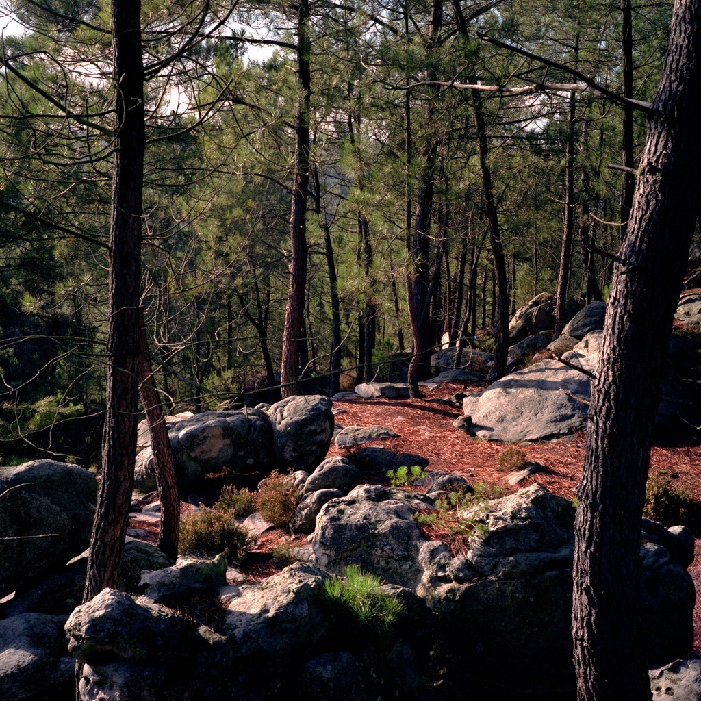 Fontainebleau Forest