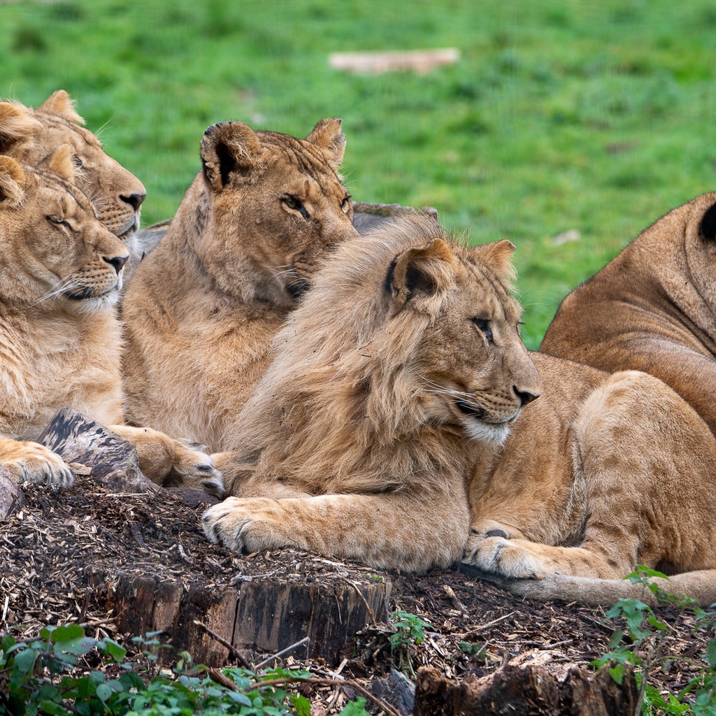 Lumigny Safari Reserve