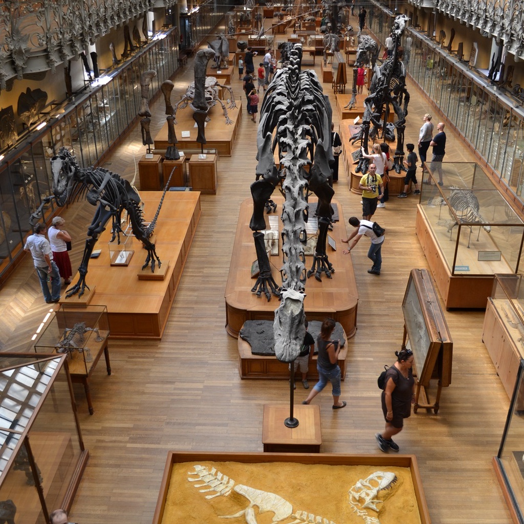 Paleontology and Comparative Anatomy Gallery