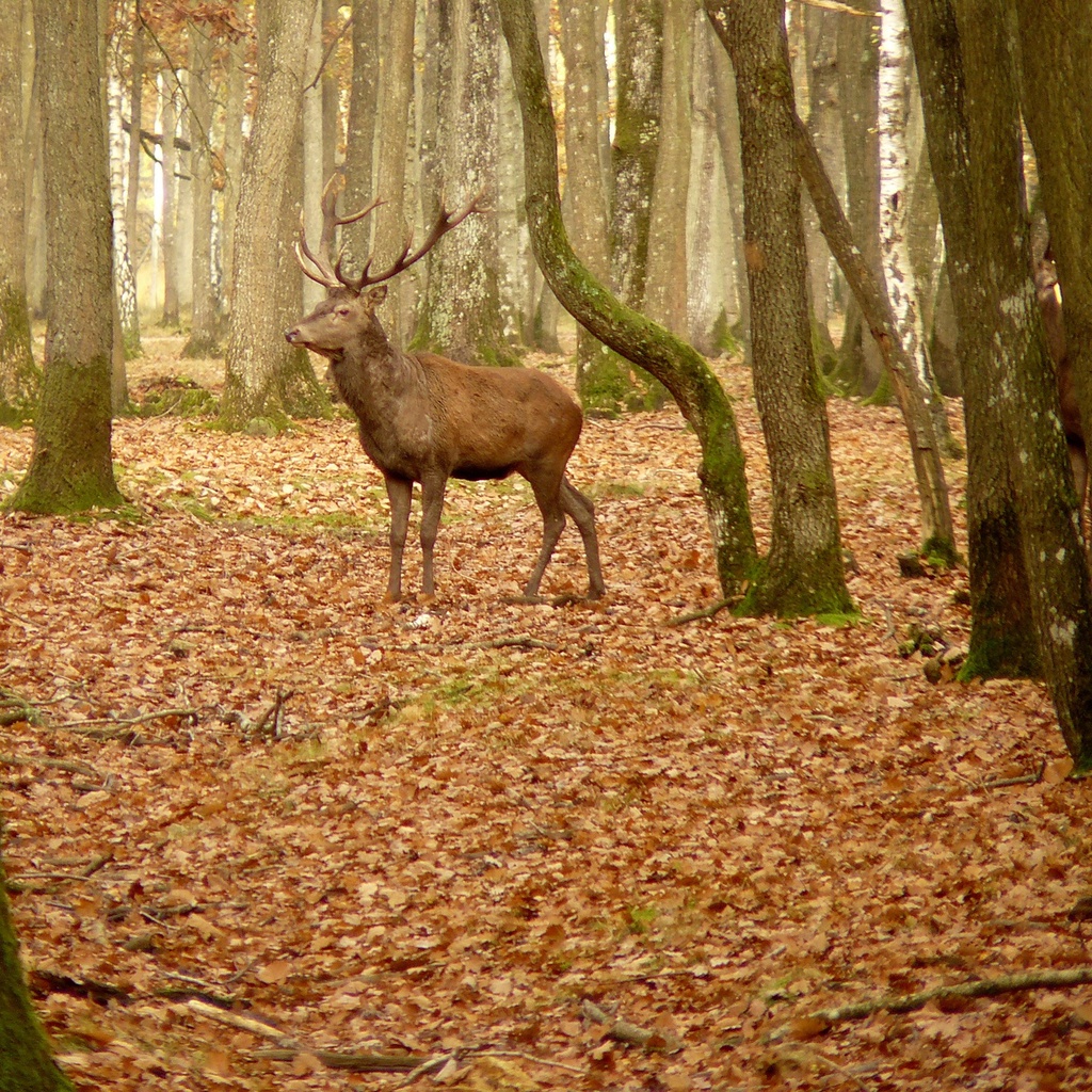 Rambouillet Wildlife Park