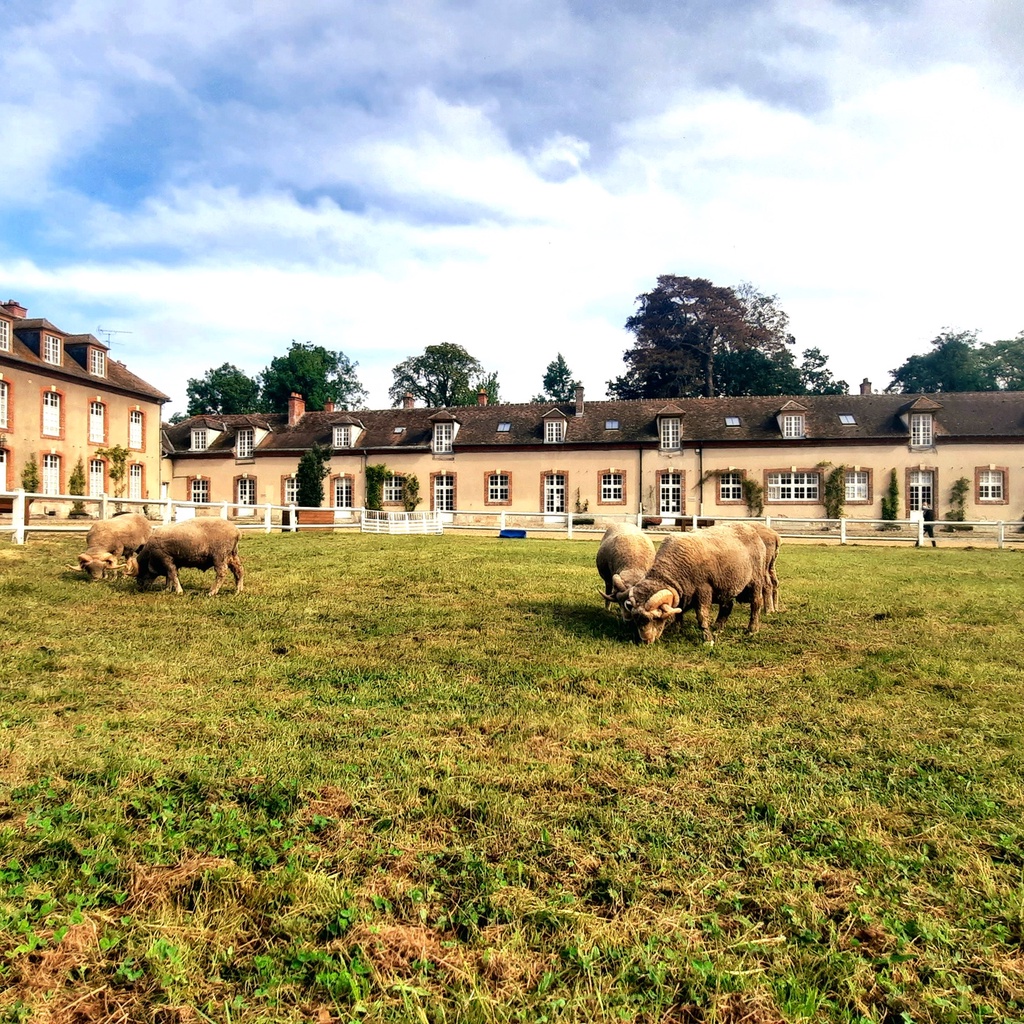 Rambouillet: Castle and Sheep