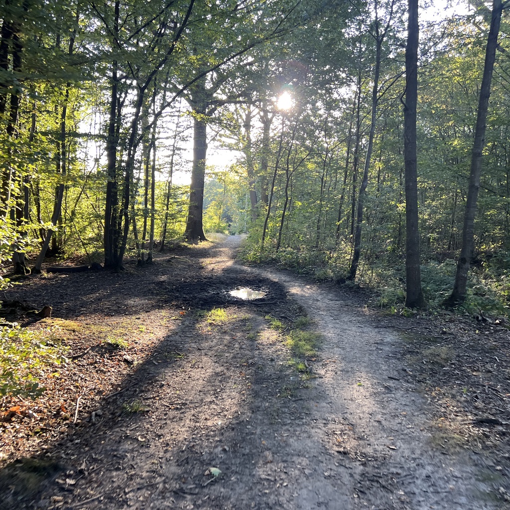 Malmaison State Forest