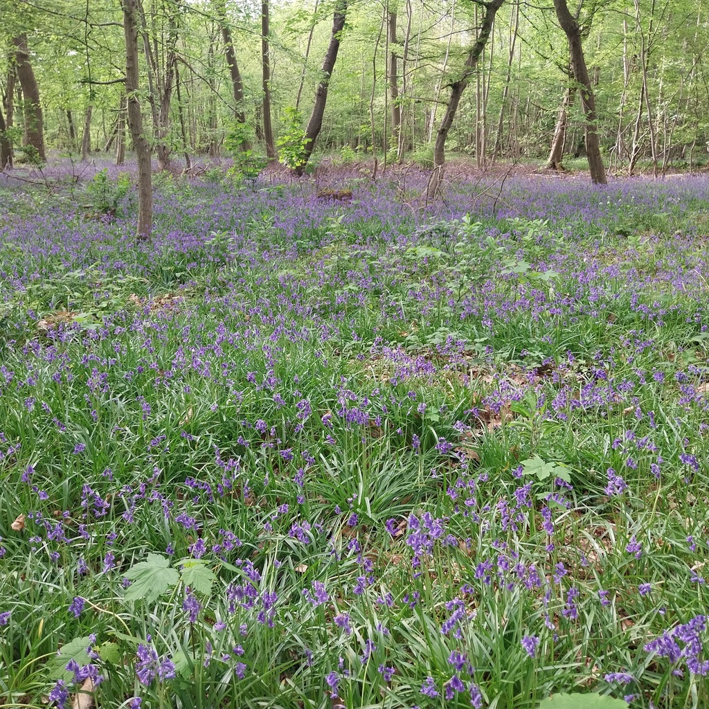 Forest of Saint-Germain-en-Laye
