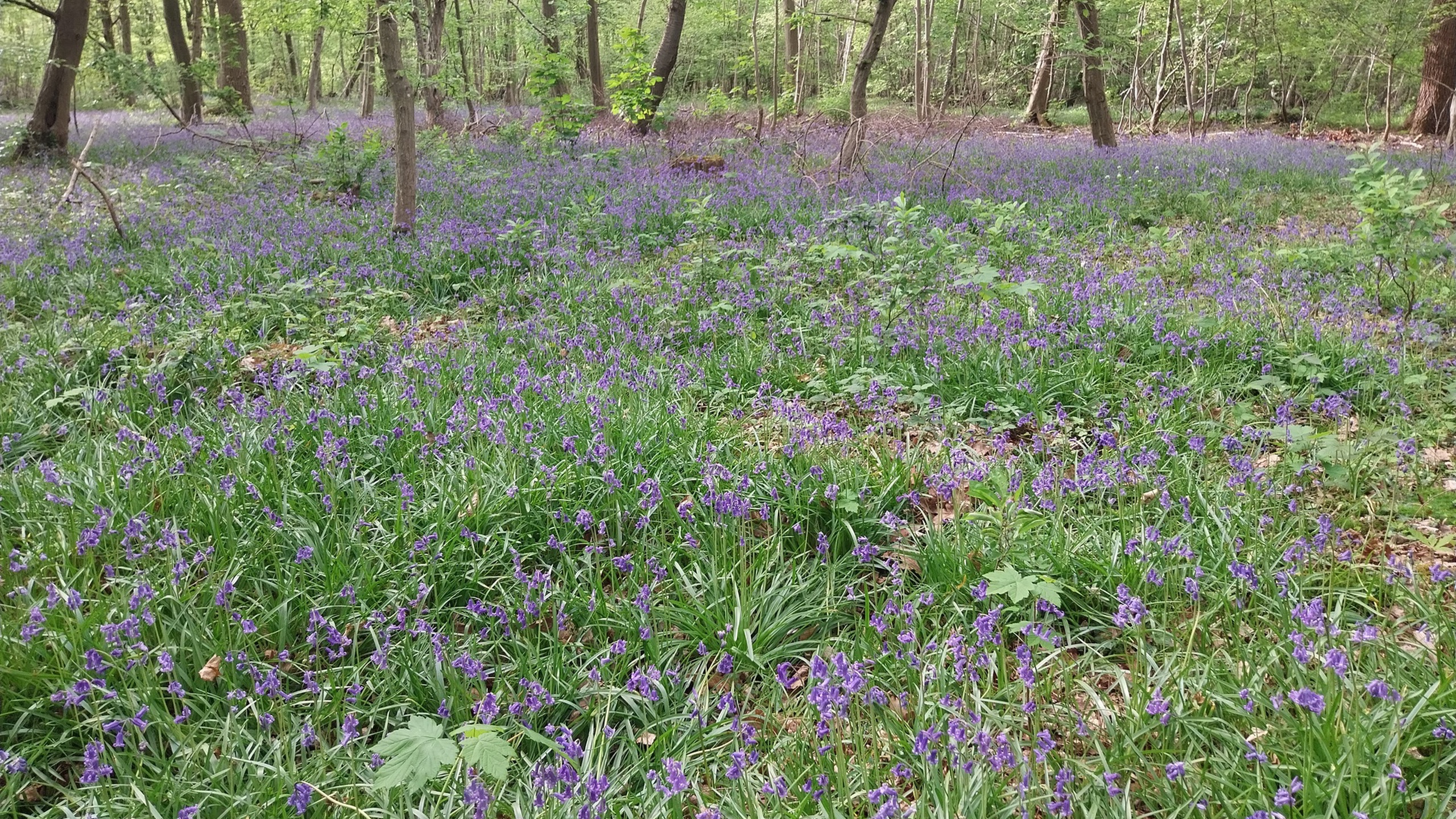 Forest of Saint-Germain-en-Laye - Saint-Germain-en-Laye
